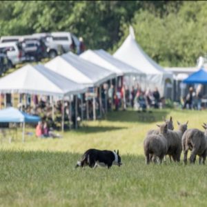 Sheepdog Classic on Vashon Island Washington