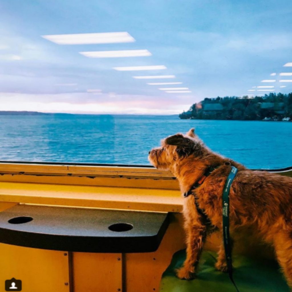 Dogs on Vashon Island