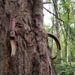 Vashon Island Bike in the Tree