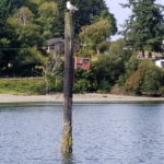 Dockton Park on Vashon Island Seagull