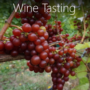 Wine Tasting on Vashon Island Washington. Where to go, what to do.