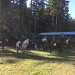 Westside Stables Vashon Island horseback riding