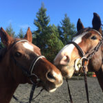 Westside Stables Vashon Island horseback riding