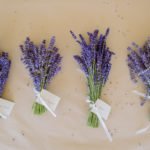 U-cut lavender - Lavender Hill Farm - Vashon Island