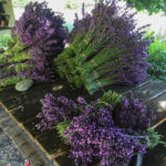 U-cut lavender - Lavender Hill Farm - Vashon Island