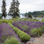 U-cut lavender - Lavender Hill Farm - Vashon Island