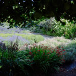 U-cut lavender - Lavender Hill Farm - Vashon Island