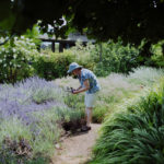 U-cut lavender - Lavender Hill Farm - Vashon Island