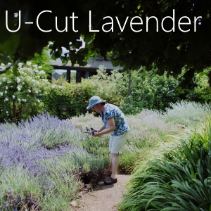 u-cut lavender - Lavender Hill Farm