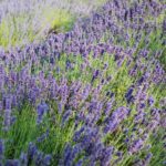 U-cut lavender - Lavender Hill Farm - Vashon Island