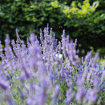 U-cut lavender - Lavender Hill Farm - Vashon Island