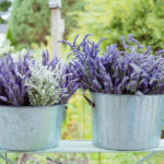 U-cut lavender - Lavender Hill Farm - Vashon Island