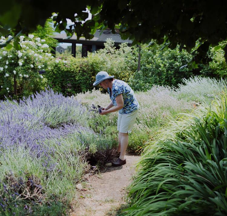 Lavender Hill Farm - Vashon Island U-cut Lavender