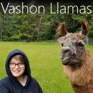 Vashon Island Llamas - What to do with kids on Vashon Island