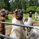 Vashon Island Llamas - kids, families, adults