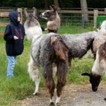 Vashon Island Llamas - kids, families, adults