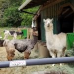 Vashon Island Llamas - kids, families, adults