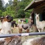 Vashon Island Llamas - kids, families, adults