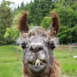 Vashon Island Llamas - kids, families, adults