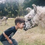 Vashon Island Llamas - kids, families, adults