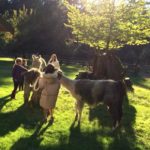 Vashon Island Llamas - kids, families, adults