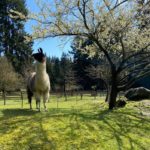 Vashon Island Llamas - kids, families, adults