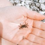 Camp Burton - Vashon Island - crab